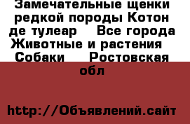 Замечательные щенки редкой породы Котон де тулеар  - Все города Животные и растения » Собаки   . Ростовская обл.